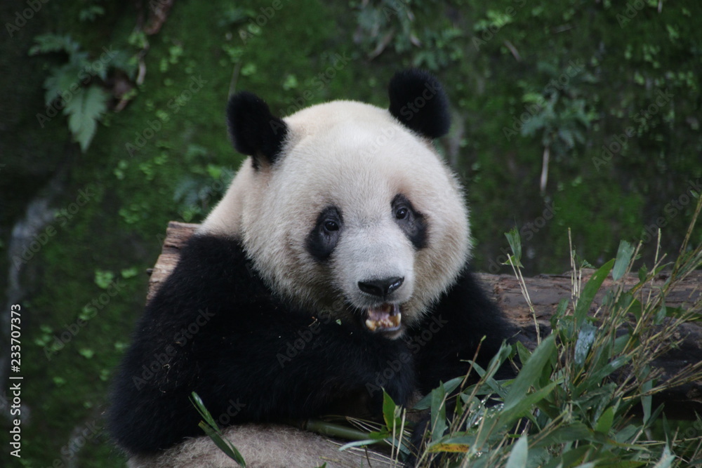 Obraz premium Close up Giant Panda Eating Bamboo, Chongqing, China