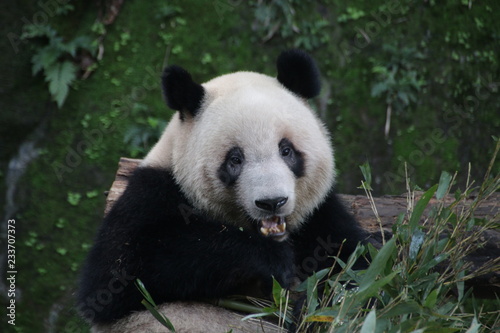 Close up Giant Panda Eating Bamboo  Chongqing  China