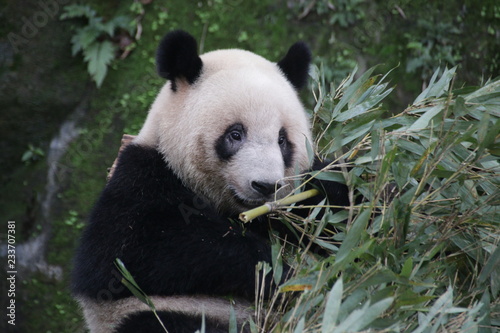 Close up Giant Panda Eating Bamboo  Chongqing  China