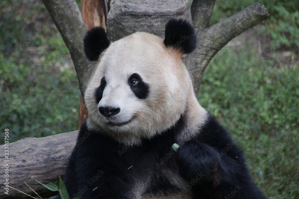 Panda eating Bamboo Leaves, Chongqing, China