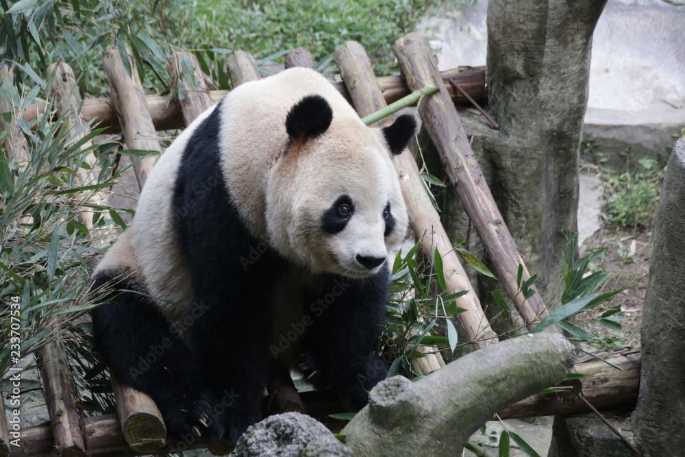 Fototapeta premium Panda eating Bamboo Leaves, Chongqing, China