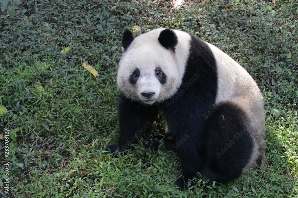 Obraz premium Cute Giant Panda in China