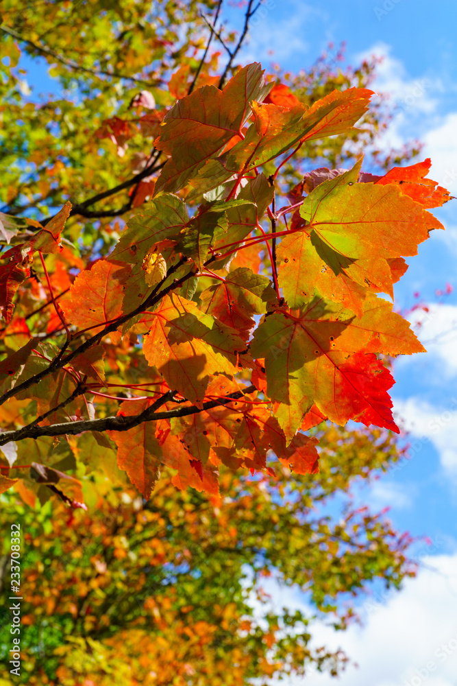 Tree with fall foliage colors in the Laurentian Tree with fall foliage colors in the Laurentian