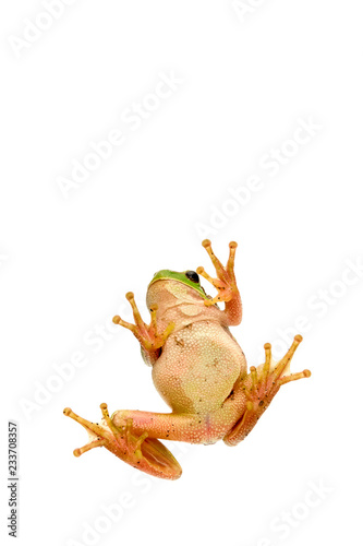 green frog isolated white backgound