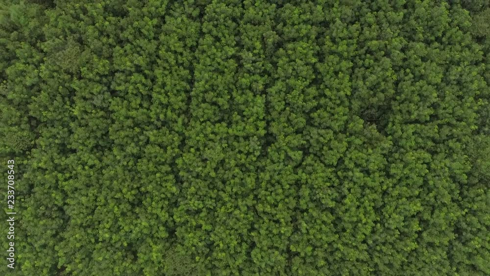 Aerial view rubber tree forest, Top view of rubber tree and leaf plantation. Aerial view rubber tree forest, Top view of rubber tree and leaf plantation.
