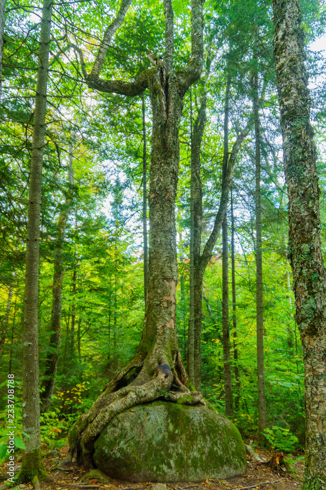 Obraz premium Trees and rocks, in Mont Tremblant National Park