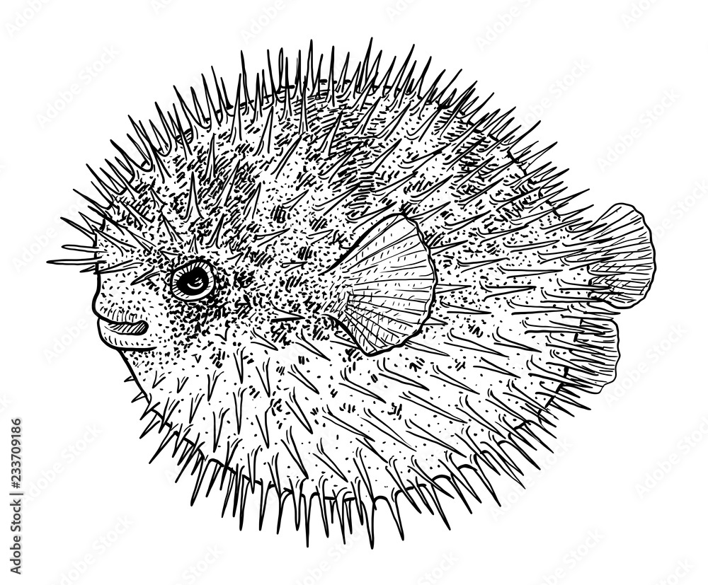 Blowfish, puffer fish or porcupine fish illustration, drawing