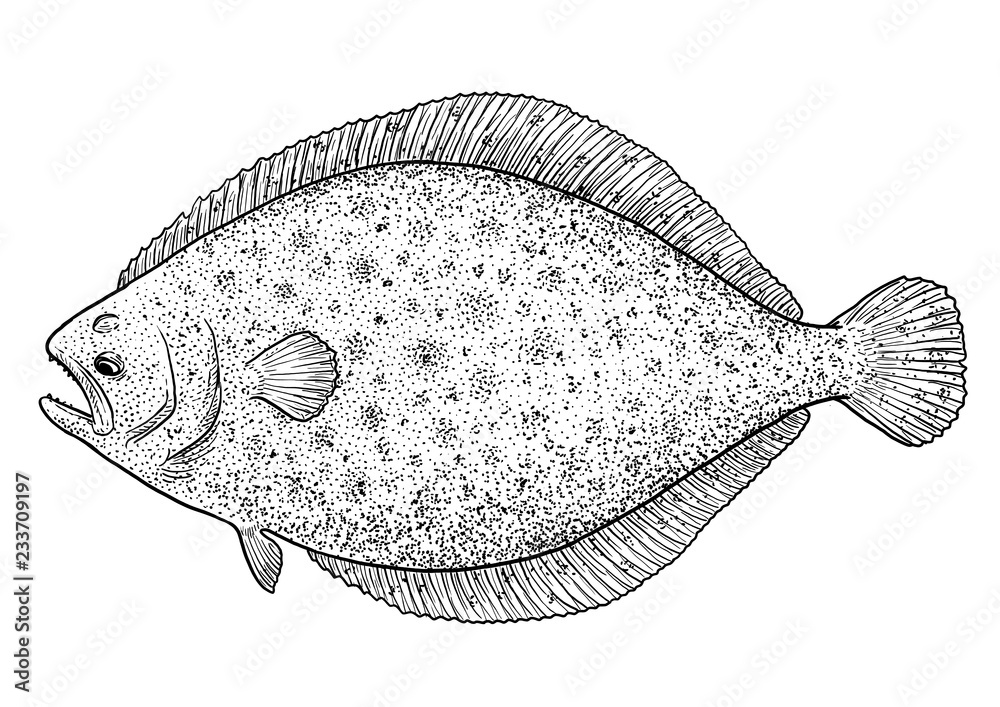 Fototapeta premium Flounder, flatfish illustration, drawing, engraving, ink, line art, vector
