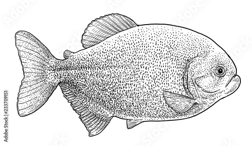 Piranha illustration, drawing, engraving, ink, line art, vector