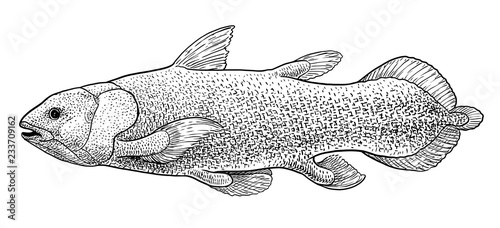 Coelacanth fish illustration, drawing, engraving, ink, line art, vector
