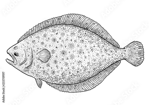 Obraz na płótnie Flounder, flatfish illustration, drawing, engraving, ink, line art, vector