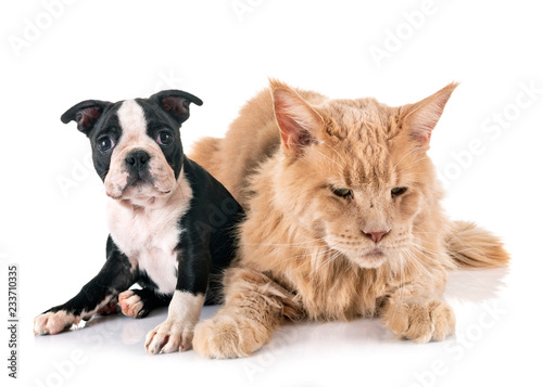 Fototapeta Naklejka Na Ścianę i Meble -  maine coon cat and little dog