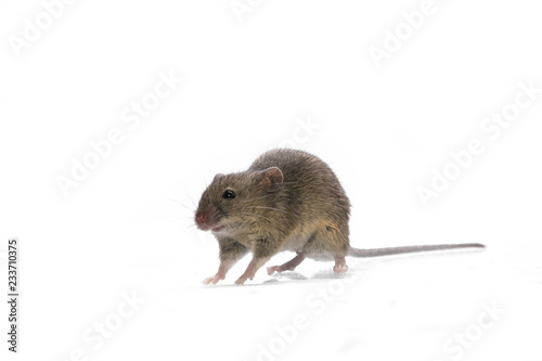 mouse isolated white background 