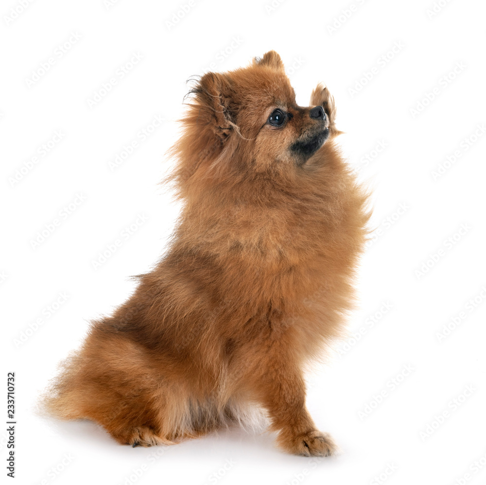 Obraz premium puppy pomeranian in studio