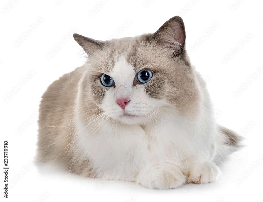 Fototapeta premium ragdoll cat in studio
