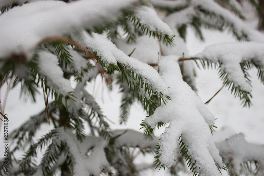 beautiful snowy forest in winter