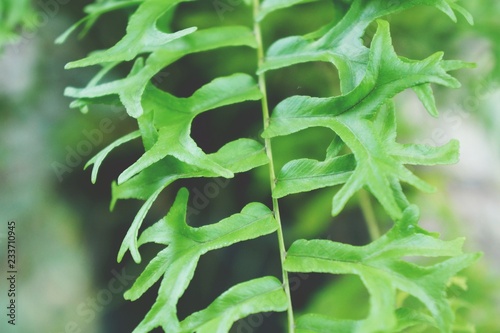  Fishtail Swordfern photo