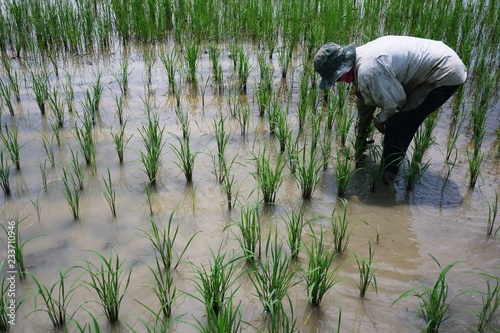 Farmer are planting rice fields.