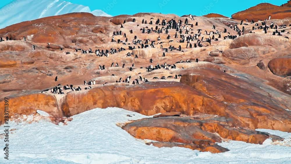 Pinguin and view on wildlife