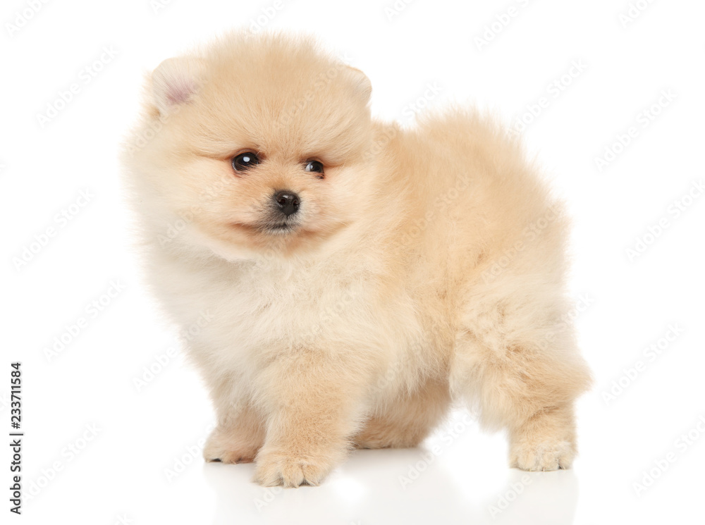 Portrait of a tiny Spitz puppy on white background
