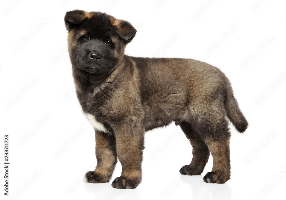 American Akita puppy in stand on white background American Akita puppy in stand on white background