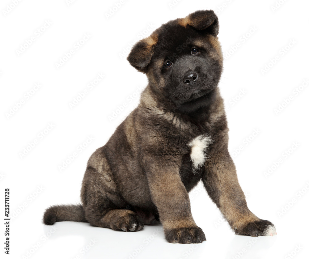 American Akita puppy sits on white background