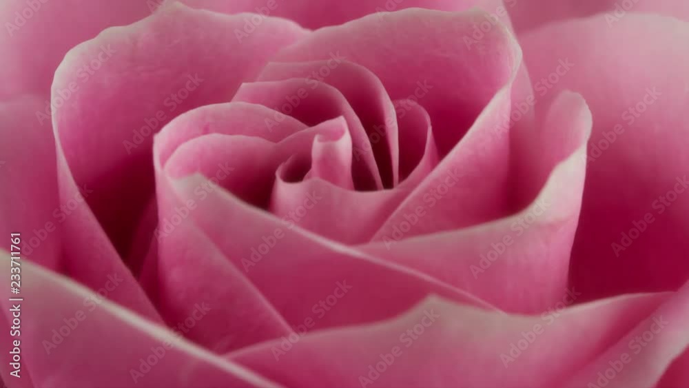 Pink Rose Macro Blooming Closeup Time lapse Pink Rose Macro Blooming Closeup Time lapse