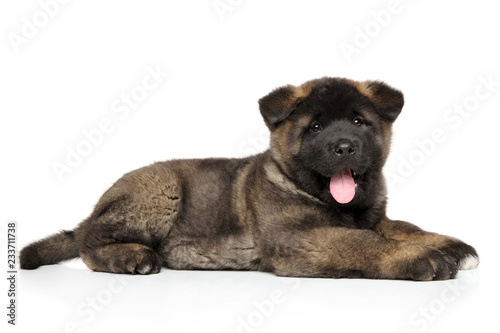 American Akita puppy lying on white background
