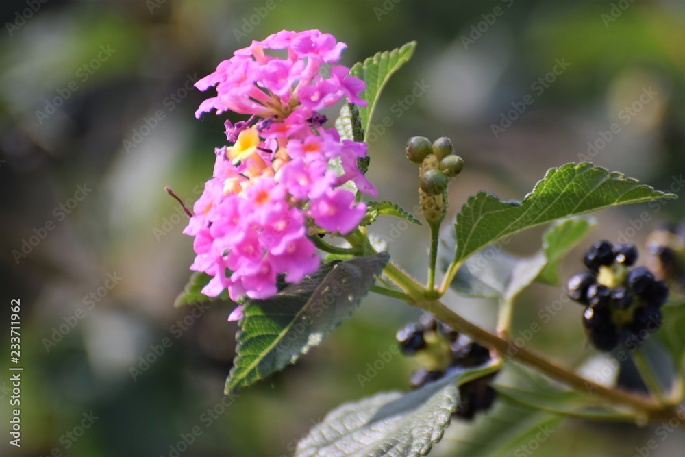 Fototapeta premium beautiful Cyprus garden