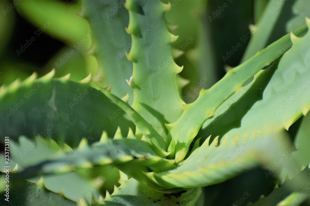 Aloe Vera plant in Cyprus