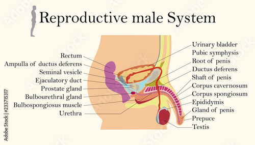 Education Chart of Biology for Male Reproductive System Diagram