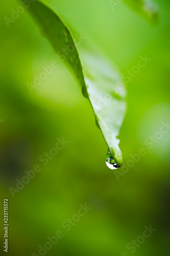 Close up of water drop on green leaf.