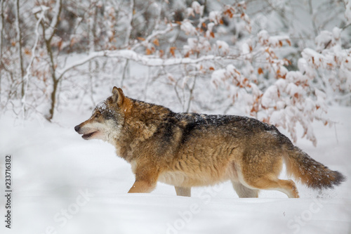 Wolf  Canis lupus  in the snow in the animal enclosure in the Bavarian Forest National Park  Bavaria  Germany.