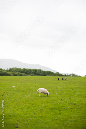 White sheep grazing with 3 different colored sheeps with fleece next to each other  in background