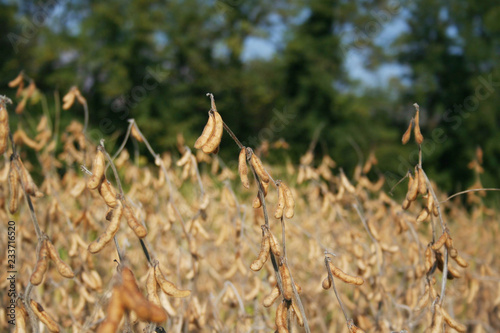 Golden dry soybean field in autumn