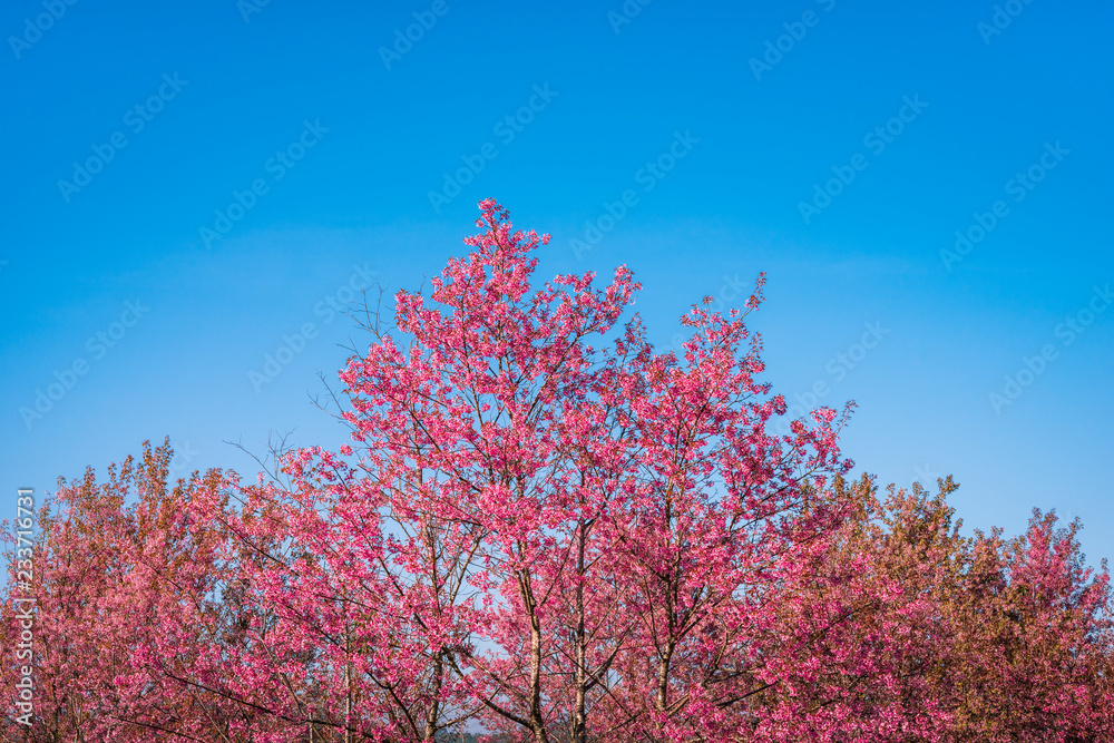 Wild Himalayan Cherry, Prunus cerasoides Wild Himalayan Cherry, Prunus cerasoides