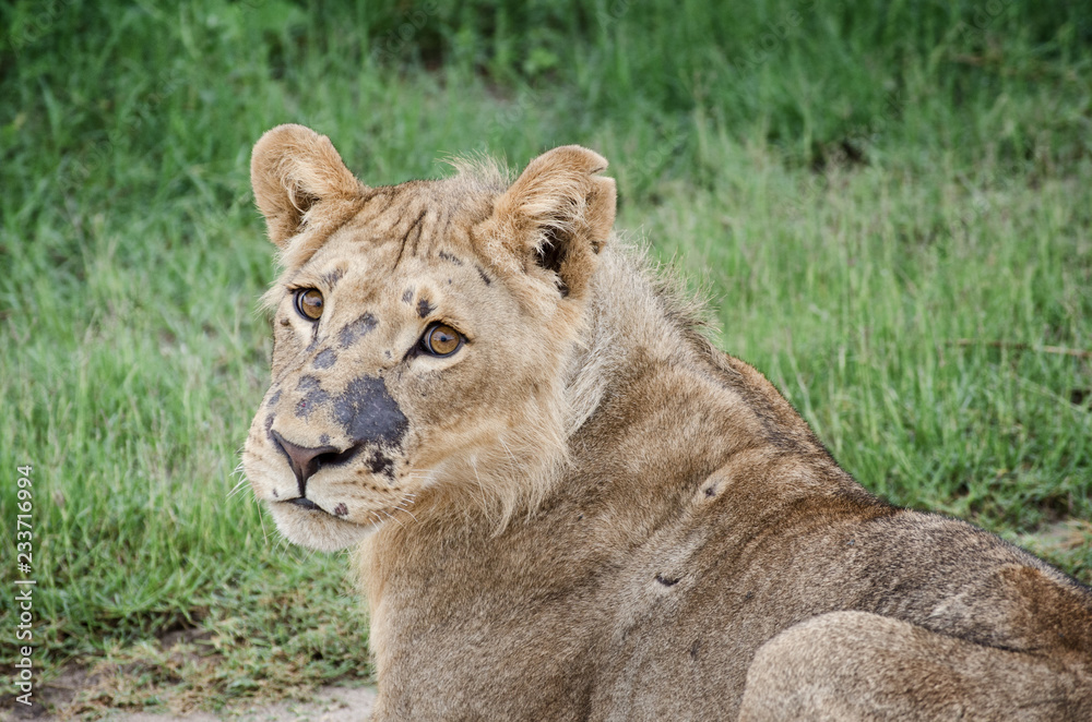 Young african lion portrait, Chobe national Park, Botswana Young african lion portrait, Chobe national Park, Botswana