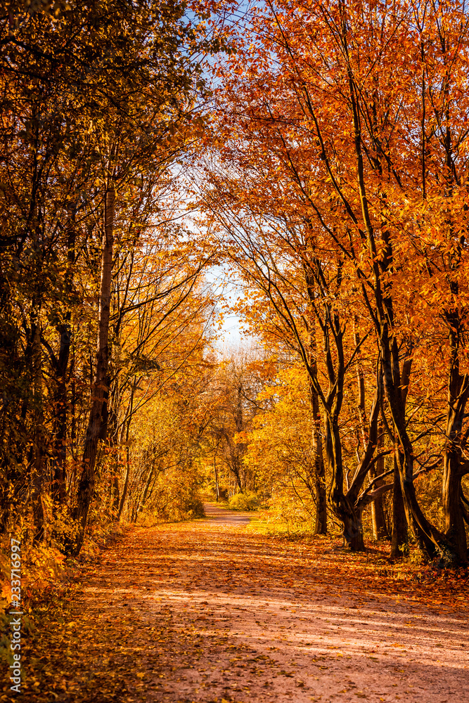 Fototapeta premium Bunter Herbstwald mit Morgensonne