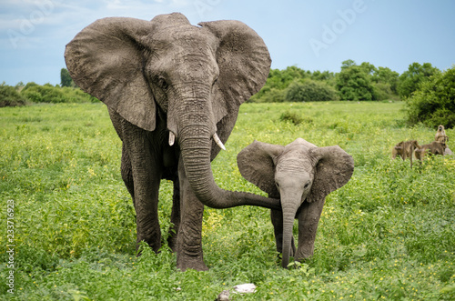 Foto African elephants in Chobe National Park, Botswana