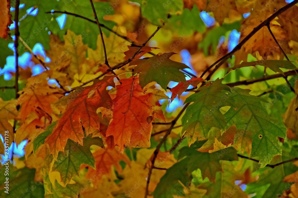 red autumn background of oak leaves on a blue sky background