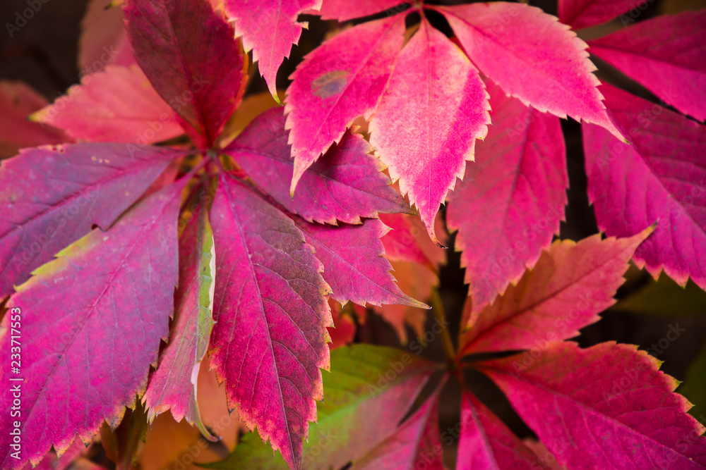 Planta de flores como enredadera en otoño Planta de flores como enredadera en otoño