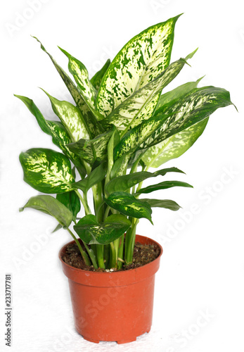Dieffenbachia or dumbcane isolated on white background in flower pot. Dieffenbachia seguine, also known as dumbcane is a species of Dieffenbachia native to the tropical Americas photo