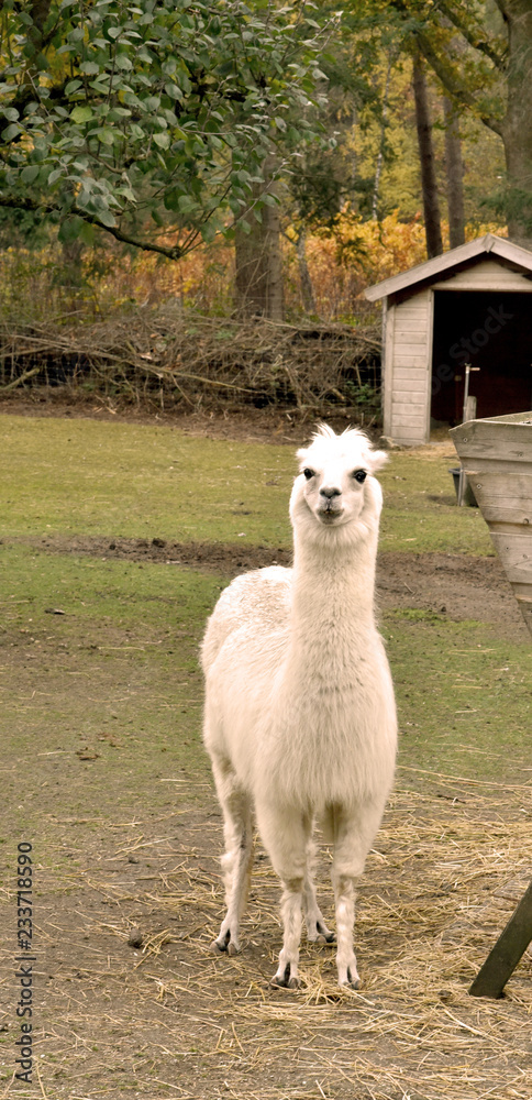 Obraz premium tame lama with funny way of eating straw