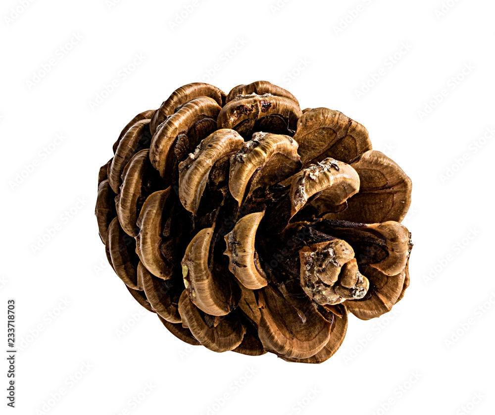 Brown pine cone on white background with clipping pass Brown pine cone on white background with clipping pass