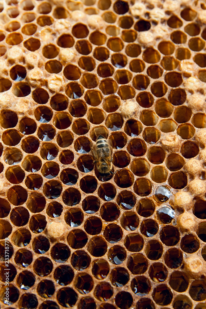 Close up view of the working bee on the honeycomb with sweet honey.. Close up view of the working bee on the honeycomb with sweet honey..