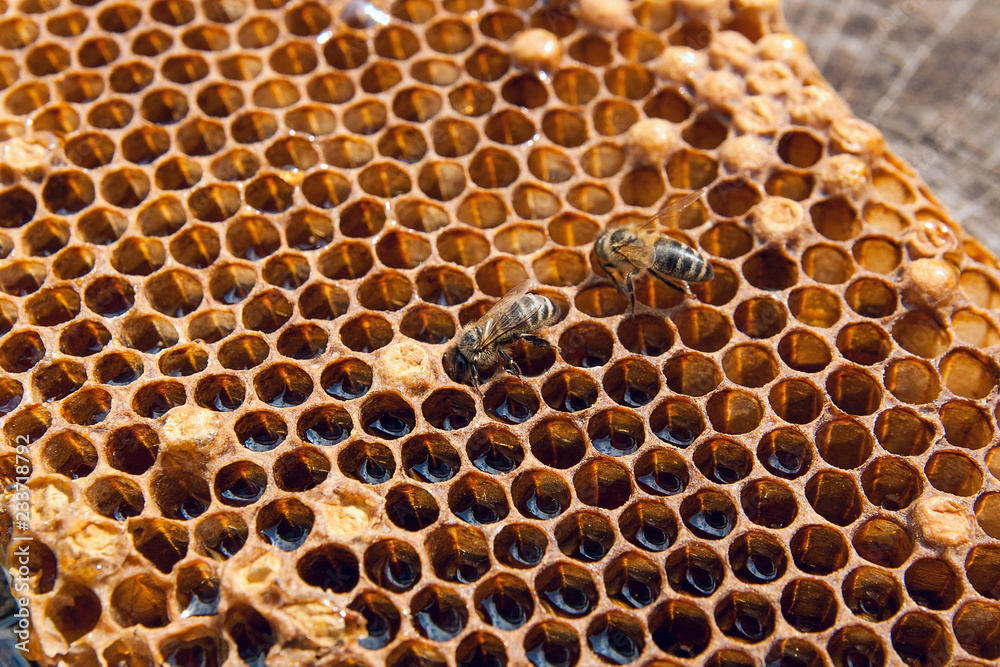 Close up view of the working bee on the honeycomb with sweet honey.. Close up view of the working bee on the honeycomb with sweet honey..