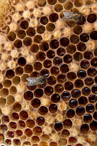 Close up view of the working bee on the honeycomb with sweet honey..