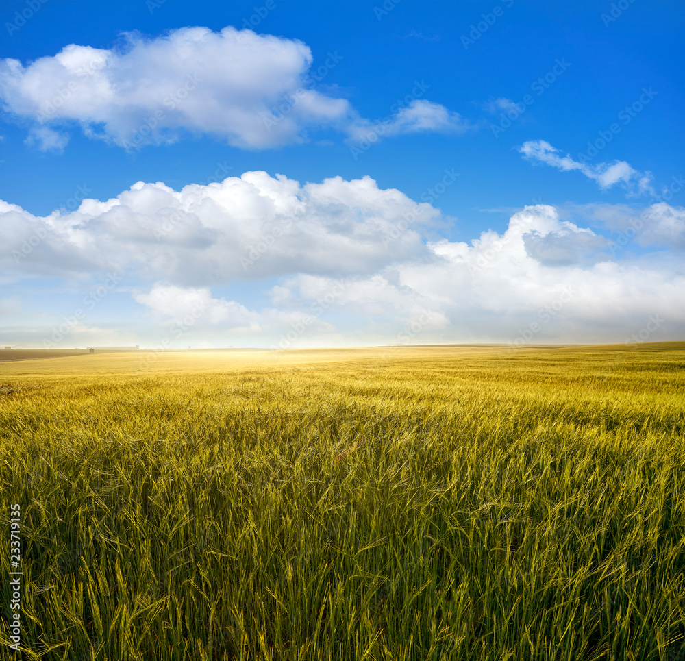 Green cereal fields under blue sky Green cereal fields under blue sky