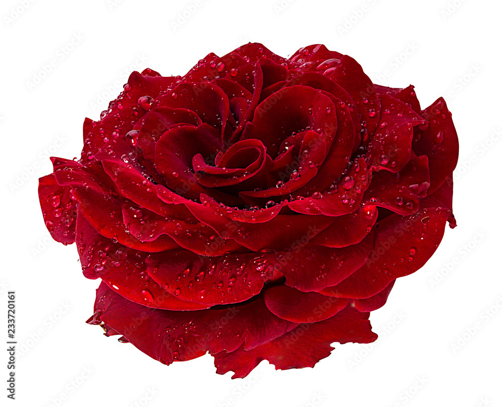 Naklejka premium Fresh beautiful rose with dewdrops isolated on white background with clipping path