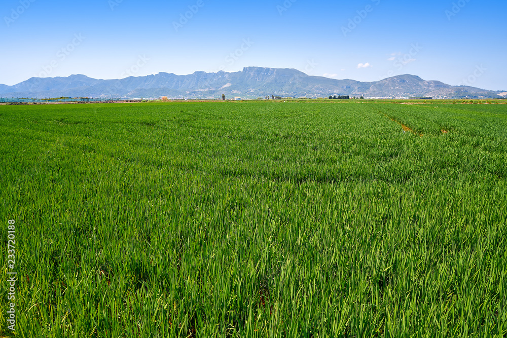 Rice fields in Valencia at Corbera Sierra